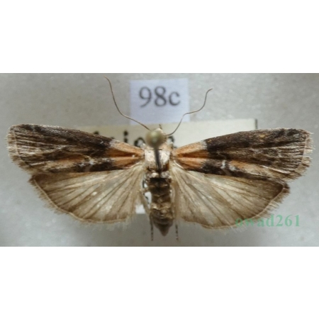 Salebriopsis albicilla (Herrich-Schäffer, 1849) Czech89c